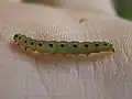 Larva of Y. cagnagellus