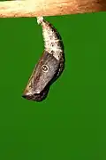 Chrysalis