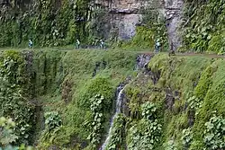Yungas Road, a montane system