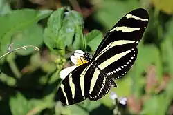H. c. ramsdeni Cuba