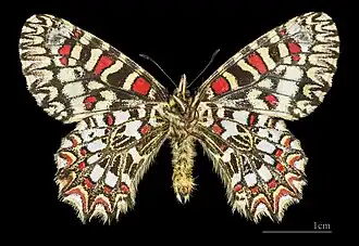 Male underside