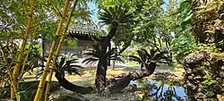 Giant, ancient Cycas revoluta on display in the northern garden.