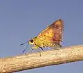 Imago (ventral view)