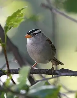 Adult