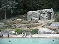 Penguin pool