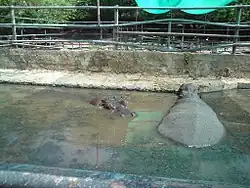 Zoofari Safari