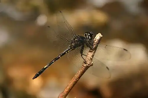 male