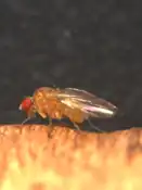 D. neotestacea (Testacea species group)
