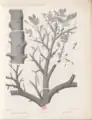 Illustration of fossil flora from the Loire basin, in "Flore carbonifère du département de la Loire et du Centre de la France".