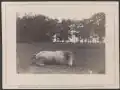 "Confederate Colonel and horse, both killed at the Battle of Antietam"[26]