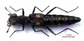 Stenus comma