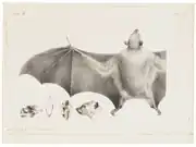 Drawing of bat